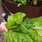 IMG_20170803_113014205